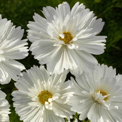 Picture of Cosmos - Fizzy White (Psyche White)